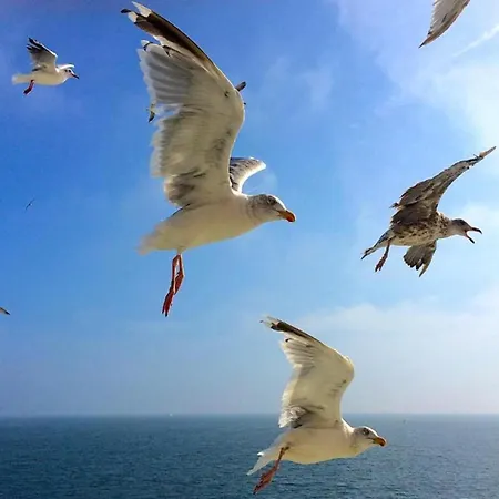 Near Texel With Sauna De Koog (Texel)